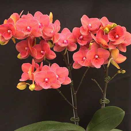 176895951812-Phal.%20Charming%20Salmon%20'1320'%20%E8%8A%B13.jpg