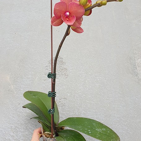 176895951870-Phal.%20Charming%20Salmon%20'1320'%20%E8%8A%B11.jpg