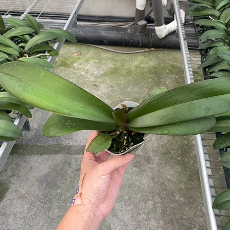 176895966473-Phal.%20Charming%20Salmon%20'1320'%20%E6%A4%8D%E6%A0%AA2.5''1.jpg