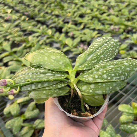 176898050997-Phal.%20speciosa%20'Plaid'%20%C3%97%20sib%20%E6%A4%8D%E6%A0%AA2.5''1.jpg