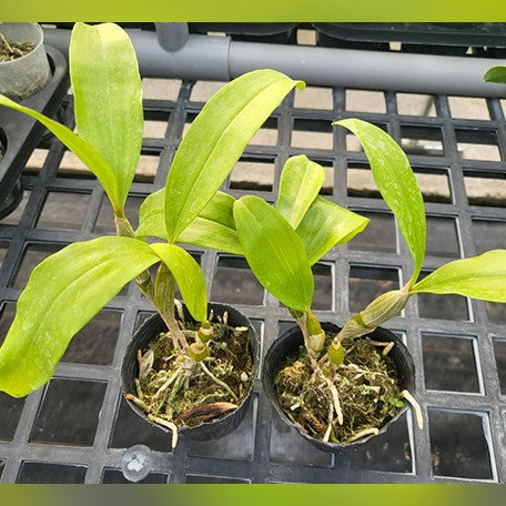 176904557636-Den.%20farmeri%20fma%20petaloid-album%20'Hsinying'%20%E6%A4%8D%E6%A0%AA2.5''2.jpg