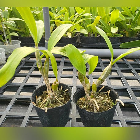 176904557676-Den.%20farmeri%20fma%20petaloid-album%20'Hsinying'%20%E6%A4%8D%E6%A0%AA2.5''1.jpg