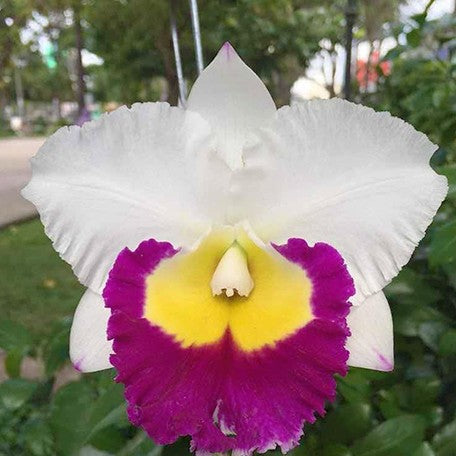 176904898048-Rlc.%20Yuan%20Dung%20Jewel%20'Dalatha'%20%E9%81%94%E6%8B%89%E5%A1%94%20%E8%8A%B11.jpg