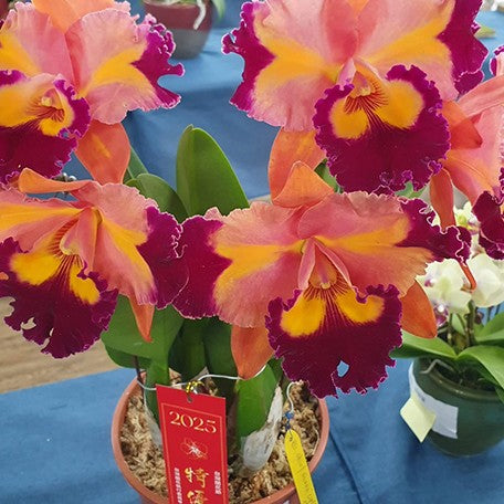 176905060920-Rlc.%20Chief%20Queen%20'Lightning'%20%E9%96%83%E9%9B%BB%20%E8%8A%B11.jpg