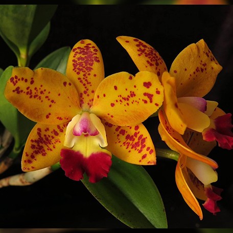 176905160138-RIc.%20Dendi's%20Gem%20'Diamond%20Orchids'%20HCC%20AOS%20%E8%8A%B12.jpg