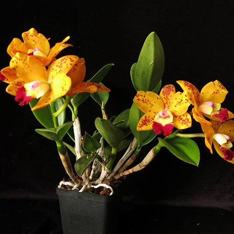 176905160147-RIc.%20Dendi's%20Gem%20'Diamond%20Orchids'%20HCC%20AOS%20%E8%8A%B11.jpg