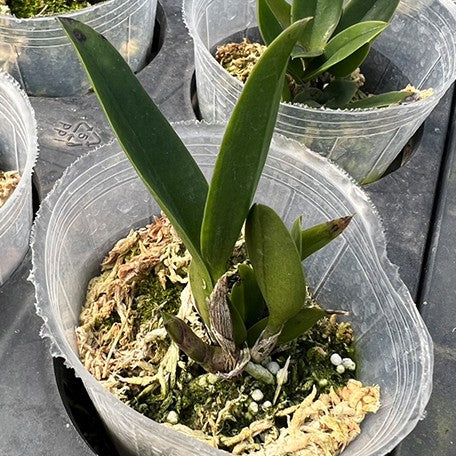 176905167311-RIc.%20Dendi's%20Gem%20'Diamond%20Orchids'%20HCC%20AOS%20%E6%A4%8D%E6%A0%AA2.5''%201.jpg