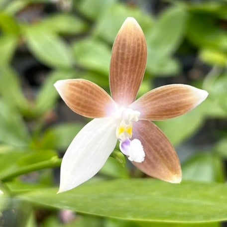 176905205210-Phal.%20tetraspis%20var.%20coffee%20%E8%8A%B11.jpg
