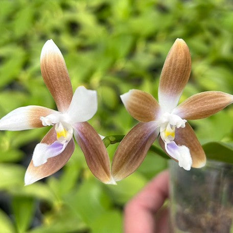 176905205284-Phal.%20tetraspis%20var.%20coffee%20%E8%8A%B12.jpg