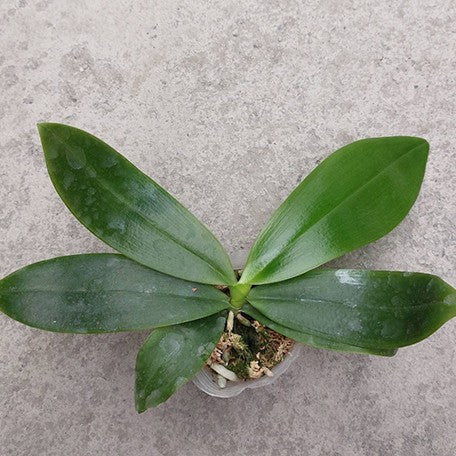 176907559252-Phal.%20tetraspis%20'Fire'%20%E6%A4%8D%E6%A0%AA2.5''1.jpg