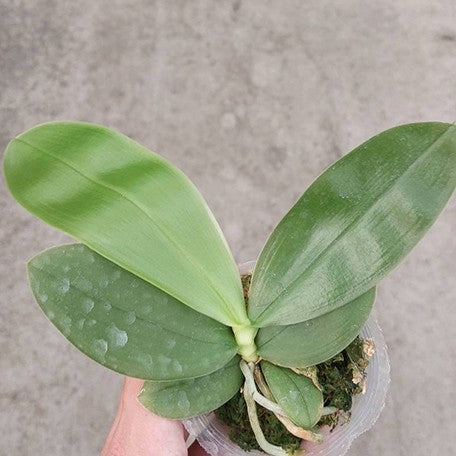 176907592876-Phal.%20bellina%20'Fire'%20%C3%97%20sib%20%E6%A4%8D%E6%A0%AA2.5''1.jpg