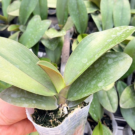 176907655898-Phal.%20Hornglin%20Sweet%20Corn%20%E6%A4%8D%E6%A0%AA2.5''1.jpg