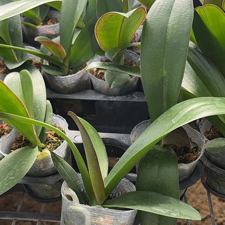 176916017332-Phal.%20Ruey%20Lih%20Beauty%20%E6%A4%8D%E6%A0%AA2.5''1.jpg