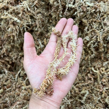 176941746361-Chilean%20Sphagnum%20Moss%20%E6%99%BA%E5%88%A9%E6%B0%B4%E8%8D%89%20%E6%A4%8D%E6%A0%AA1.jpg