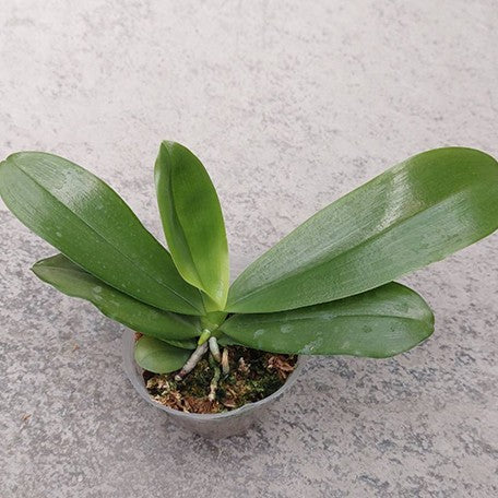 176959154988-Phal.%20tetraspis%20'C2'%20%E6%A4%8D%E6%A0%AA2.5''1.jpg