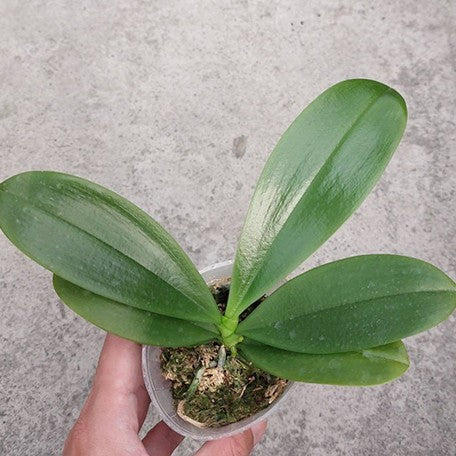 176959205371-Phal.%20Almanis%20%C3%97%20sib%20%E6%A4%8D%E6%A0%AA2.5''%201.jpg