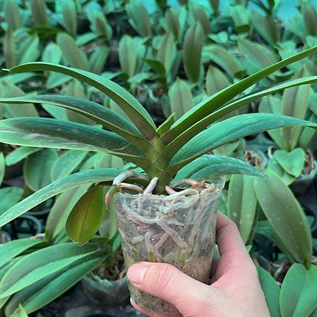 176959268950-Phal.%20OX%20Little%20Beauty%20%E6%A4%8D%E6%A0%AA2.5''2.jpg