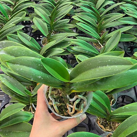 176959268987-Phal.%20OX%20Little%20Beauty%20%E6%A4%8D%E6%A0%AA2.5''1.jpg