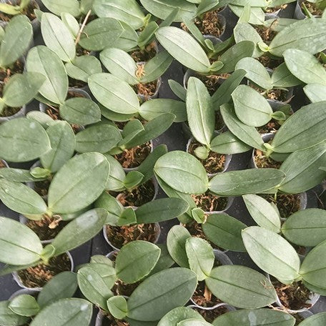 176973516769-Phal.%20gigantea%20var.%20alba%20%C3%97%20sib%20%E6%A4%8D%E6%A0%AA1.7''%201.jpg