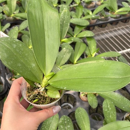 176973675358-Phal.%20LD's%20Bear%20King%20%C3%97%20sib%20%E6%A4%8D%E6%A0%AA2.5''1.jpg
