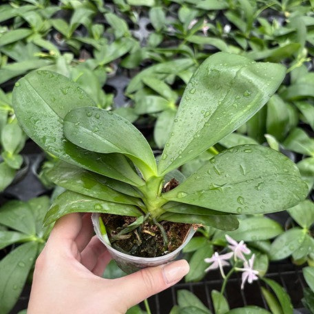 176973713972-Phal.%20tetraspis%20'Blue'%20%C3%97%20Younghome%20Lucky%20Star%20'0025'%20%E6%A4%8D%E6%A0%AA2.5''1.jpg