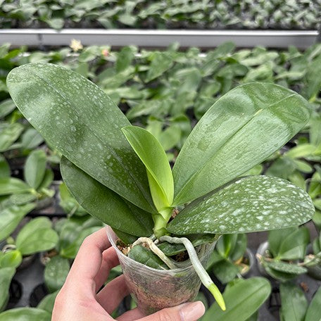 176973719759-Phal.%20Princess%20Formosa%20%C3%97%20Mituo%20Prince%20%E6%A4%8D%E6%A0%AA2.5'1.jpg