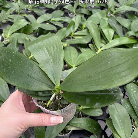 176973722761-Phal.%20speciosa%20'Mauve'%20%C3%97%20(KS%20Happy%20Eagle%20%C3%97%20cornu-cervi)%20'628'%20%E6%A4%8D%E6%A0%AA2.5''1.jpg