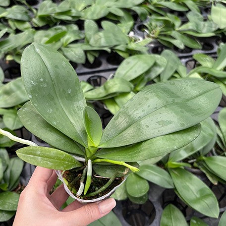 176973725325-Phal.%20speciosa%20'Purple%20Spot'%20%C3%97%20Yaphon%20Perfume%20'Yellow'%20%E6%A4%8D%E6%A0%AA2.5''1.jpg