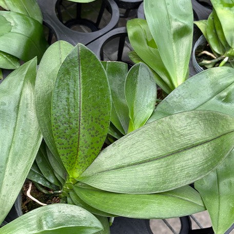 176973725379-Phal.%20speciosa%20'Purple%20Spot'%20%C3%97%20Yaphon%20Perfume%20'Yellow'%20%E6%A4%8D%E6%A0%AA2.5''2.jpg