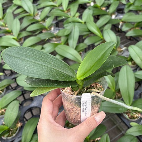 176973758625-Phal.%20KS%20Pride%20%C3%97%20bellina%20%E6%A4%8D%E6%A0%AA2.5''1.jpg
