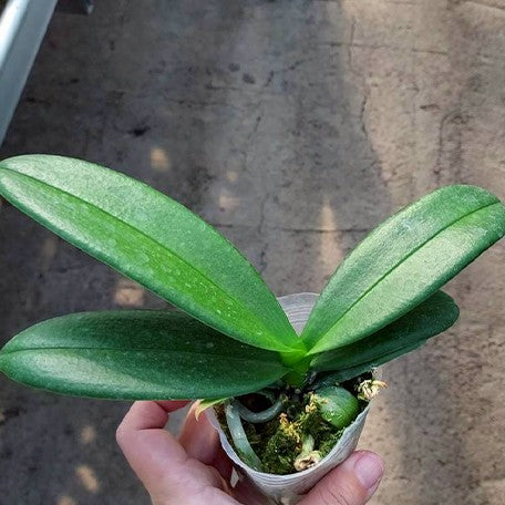 176974100191-Phal.%20intermedia%20'Orange'%20%E6%A4%8D%E6%A0%AA2.5''1.jpg