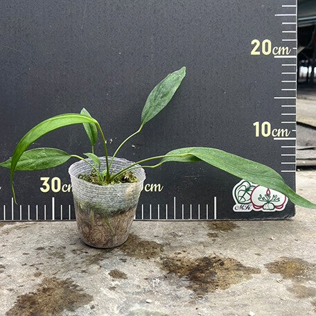 176976395138-Anthurium%20vittariifolium%20%E6%A4%8D%E6%A0%AA2.5''1.jpg