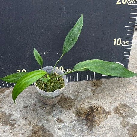 176976395188-Anthurium%20vittariifolium%20%E6%A4%8D%E6%A0%AA2.5''2.jpg