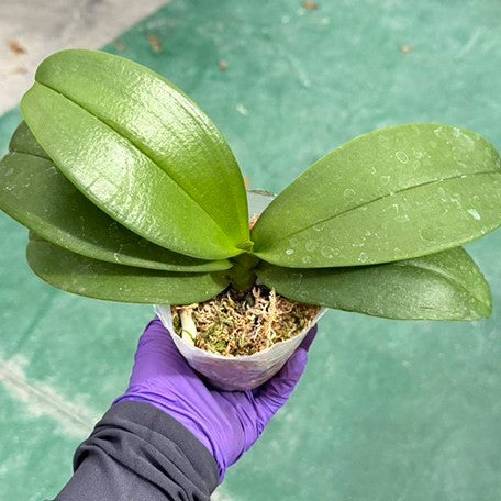 176976421535-Phal.%20Taida%20Smile%20'Taida%20Little%20Green'%20%E6%A4%8D%E6%A0%AA3.0''1.jpg