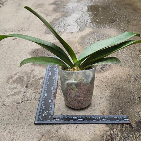 176976444524-Phal.%20Sweet%20Princess%20%E6%A4%8D%E6%A0%AA3.0''%201.jpg