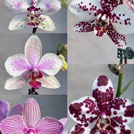 177002238181-Phal.%20Miki%20Radiation%20'1422'%20%C3%97%20lueddemanniana%20var.%20coerulea%20%E8%8A%B11.jpg