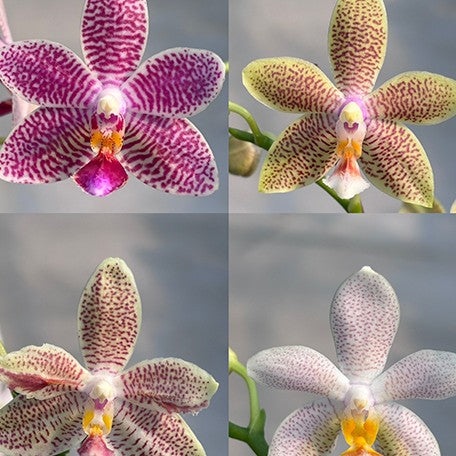 177002459361-Phal.%20tetraspis%20'Blue'%20%C3%97%20Younghome%20Lucky%20Star%20'0025'%20%E8%8A%B15.jpg