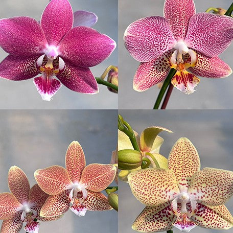 177002507040-Phal.%20tetraspis%20'Mr.%20Huang%202'%20%C3%97%20Leco%20Fantastic%20'Ll045-2'%20%E8%8A%B11.jpg