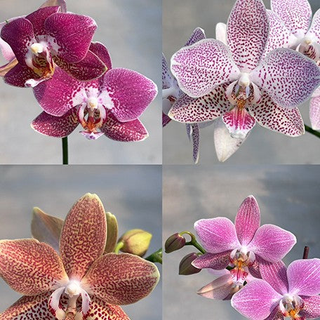177002507040-Phal.%20tetraspis%20'Mr.%20Huang%202'%20%C3%97%20Leco%20Fantastic%20'Ll045-2'%20%E8%8A%B12.jpg