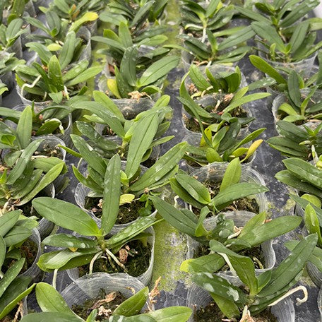 177002646569-Gastrochilus%20japonicus%20%C3%97%20sib%20%E6%A4%8D%E6%A0%AA1.7''1.jpg
