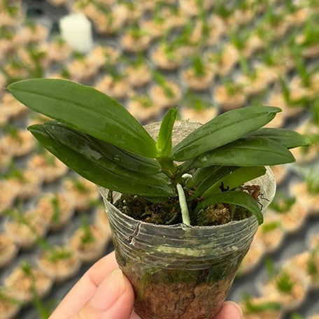 177002646599-Gastrochilus%20japonicus%20%C3%97%20sib%20%E6%A4%8D%E6%A0%AA1.7''2.jpg