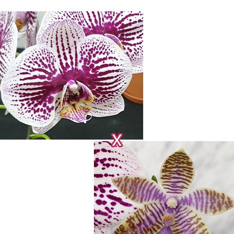 177002688168-Phal.%20Miki%20Radiation%20'1422'%20%C3%97%20lueddemanniana%20var.%20coerulea%20%E8%8A%B12.jpg
