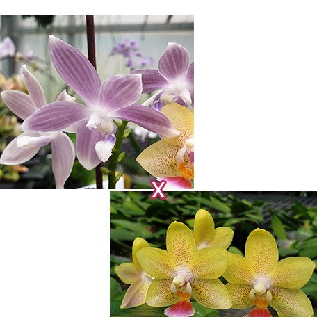 177002700526-Phal.%20tetraspis%20'Blue'%20%C3%97%20Younghome%20Lucky%20Star%20'0025'%20%E8%8A%B11.jpg