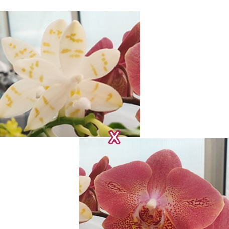 177002926343-Phal.%20tetraspis%20'Mr.%20Huang%202'%20%C3%97%20Leco%20Fantastic%20'Ll045-2'%20%E8%8A%B13.jpg