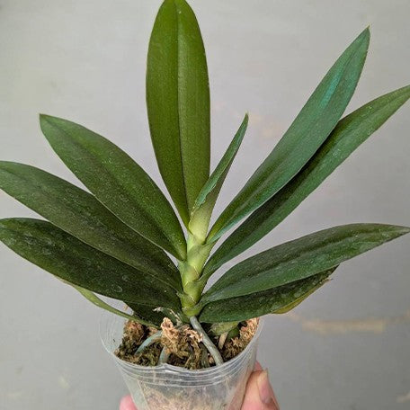 177009692441-Phal.%20Miki%20Fire%20Bat%20'Pluto'%20%E6%A4%8D%E6%A0%AA2.5''1.jpg