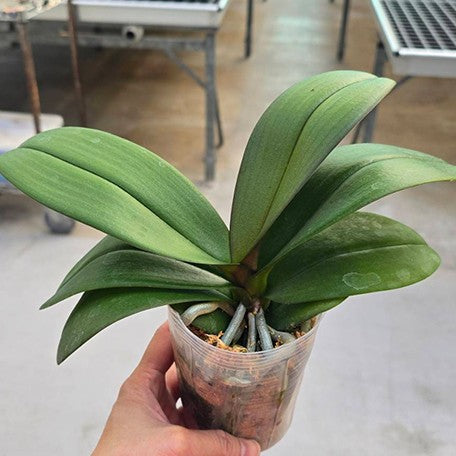 177019646677-Phal.%20Fragrant%20Hills%20'HS5384'%20%E6%A4%8D%E6%A0%AA3.0''%201.jpg