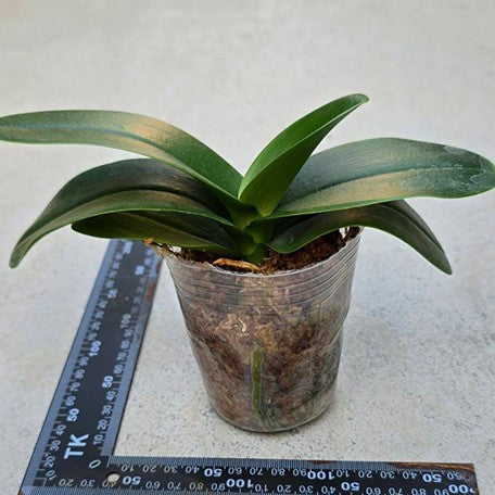177036224659-Phal.%20Miki%20Sakura%20'Splash'%20%E6%A4%8D%E6%A0%AA3''%201.jpg
