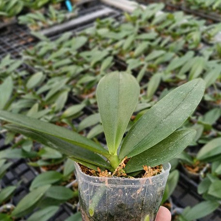 177071714277-Phal.%20Lioulin%20Orange%20Stars%20%E6%A4%8D%E6%A0%AA2.5''1.jpg