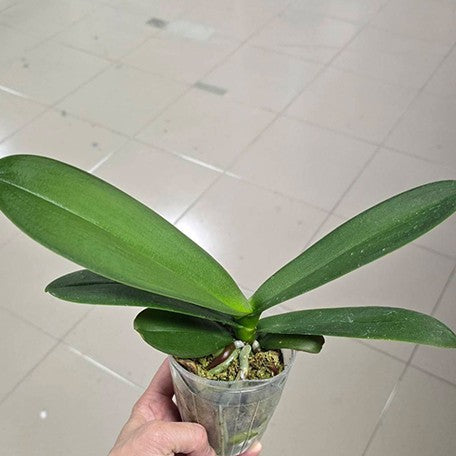 177071792571-Phal.%20Sogo%20Yukidian%20'V3'%20%E6%A4%8D%E6%A0%AA2.8''%201.jpg
