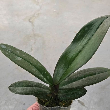 177080444149-Phal.%20Taisuco%20Wonderland%20%E6%A4%8D%E6%A0%AA2.5''1.jpg